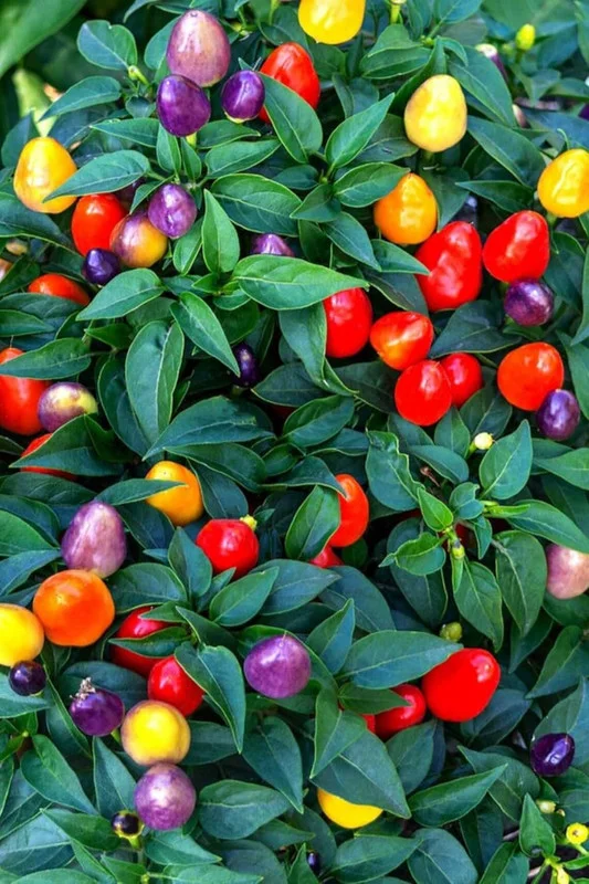 Chinese 5 Color Pepper Seeds - Great Potted Plant - 20 Seeds
