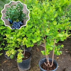 Set 2 Blueberry Bushes Live Plants, Blueberry Plants Live For Planting, Blueberry Fruit Trees, 5-9 Inch Tall