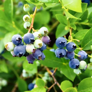 Sunshine Blueberry Plants