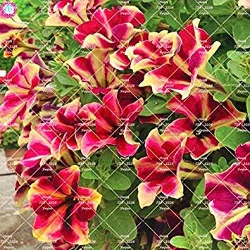 VISTARIC 14: 100pcs Rare Colour Petunia Seeds Bonsai Flower Seeds Short Height Garden Perennial Flowers Seeds Indoor Or Ourdoor Plant Pot 14 - Image 3