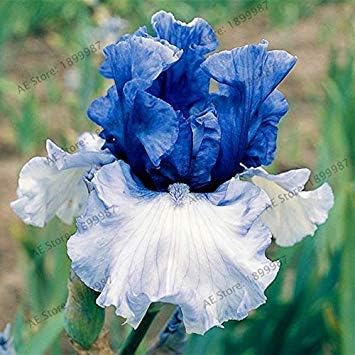 Vistaric 50pcs/Bag Iris Seeds, Perennial Bonsai Plant Butterfly iris Flower Seeds for Home Garden Planting, Easy to Grow 10 - Image 3