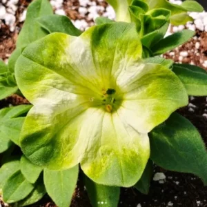 Petunia Plants Live, 2-Pack Petunia Flowers, 5-9 Inch Tall, Petunias Flowering Plants