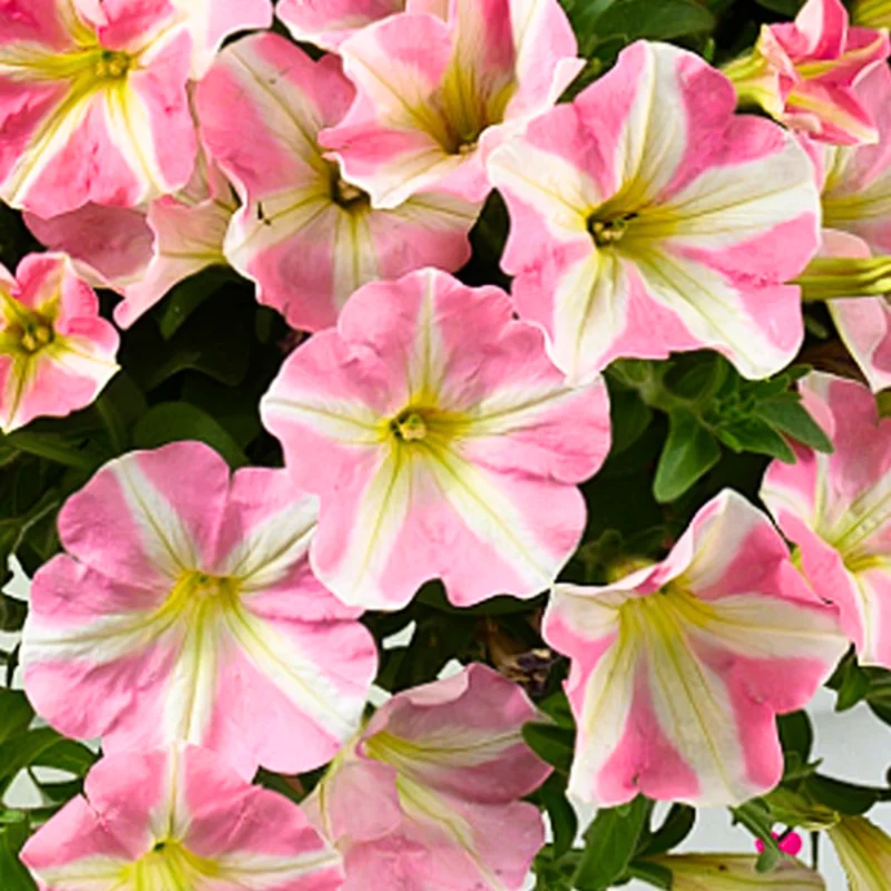 Petunia Plants Live, 2-Pack Petunia Flowers, 5-9 Inch Tall, Petunias Flowering Plants