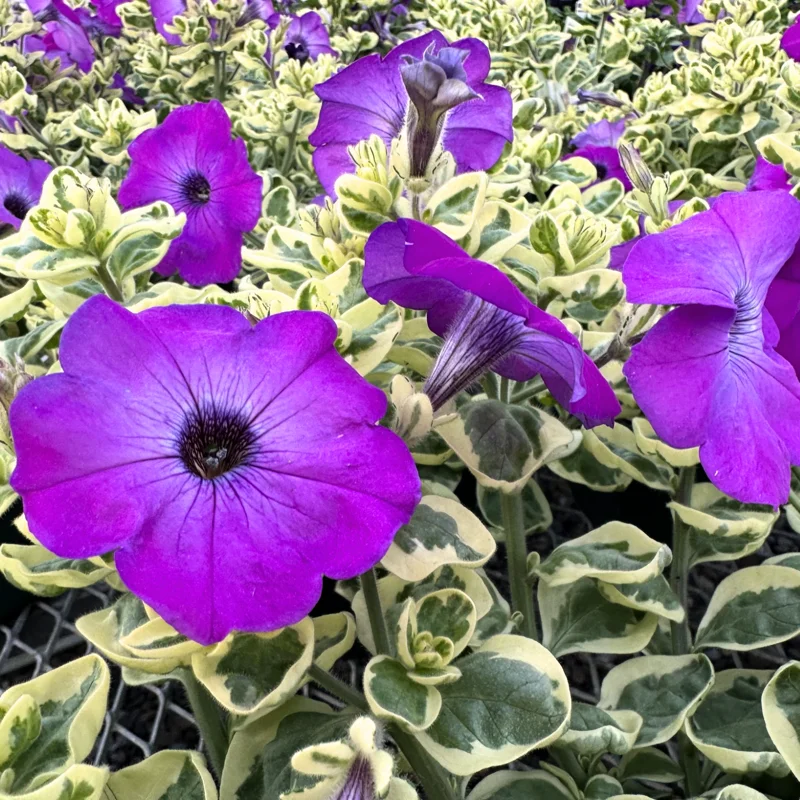 Petunia Plants Live, 2-Pack Petunia Flowers, 5-9 Inch Tall, Petunias Flowering Plants