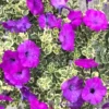 Variegated Lavender Grape Petunia Plants