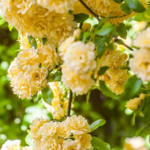 Yellow Lady Bank Rose Climbing Live Plant, 2 Year Old Rose Plant, Very Fragrant, Yellow Climbing Rose in 6 Inc Pot