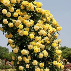 Yellow Lady Bank Rose Climbing Live Plant, 2 Year Old Rose Plant, Very Fragrant, Yellow Climbing Rose in 6 Inc Pot