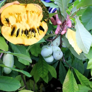 Set 2 Paw Paw Trees for Planting, Pawpaw Tree Live Plant Seedling in Pot, 2 Plants Per Pot, 6-12 Inc Tall, Dormant, No Leaf, Banana Papaya Like, Asimina Triloba