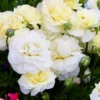 White Lady Bank Rose Climbing Live Plant, 2 Year Old Rose Plant, Very Fragrant, Yellow Climbing Rose in 6 Inc Pot, 1 to 2 Feet Tall