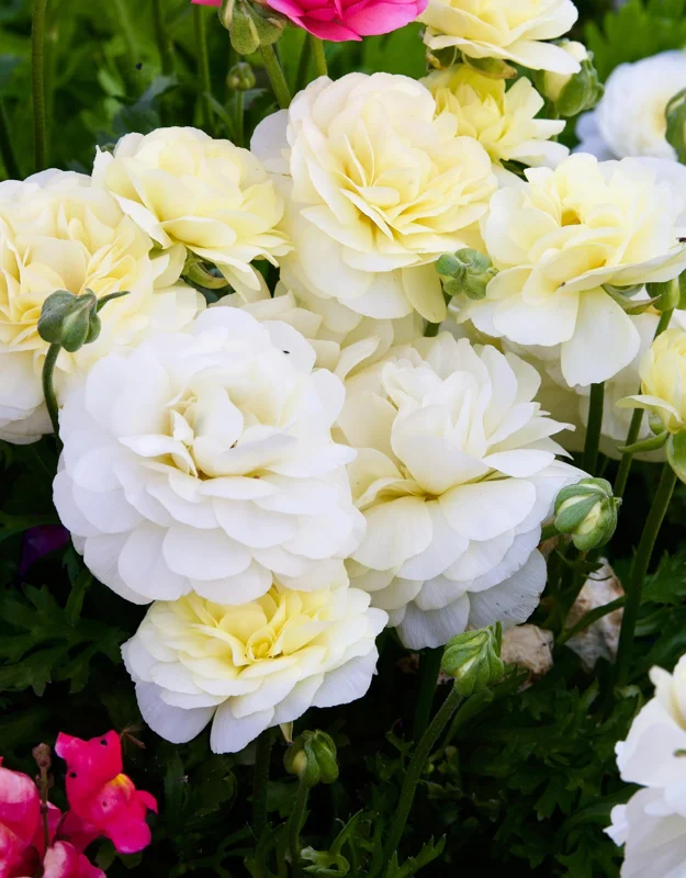 White Lady Bank Rose Climbing Live Plant, 2 Year Old Rose Plant, Very Fragrant, Yellow Climbing Rose in 6 Inc Pot, 1 to 2 Feet Tall
