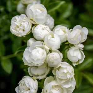 White Lady Bank Rose Climbing Live Plant, 2 Year Old Rose Plant, Very Fragrant, Yellow Climbing Rose in 6 Inc Pot, 1 to 2 Feet Tall