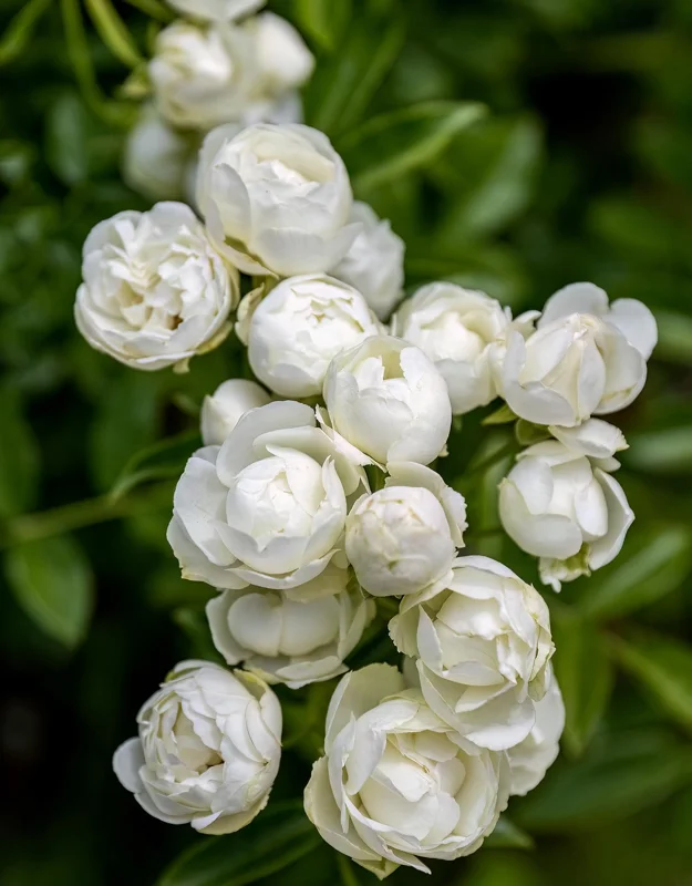 White Lady Bank Rose Climbing Live Plant, 2 Year Old Rose Plant, Very Fragrant, Yellow Climbing Rose in 6 Inc Pot, 1 to 2 Feet Tall