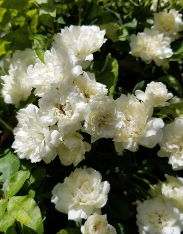 White Lady Bank Rose Climbing Live Plant, 2 Year Old Rose Plant, Very Fragrant, Yellow Climbing Rose in 6 Inc Pot, 1 to 2 Feet Tall