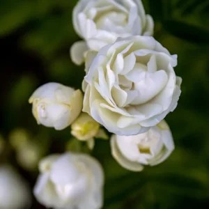 White Lady Bank Rose Climbing Live Plant, 2 Year Old Rose Plant, Very Fragrant, Yellow Climbing Rose in 6 Inc Pot, 1 to 2 Feet Tall