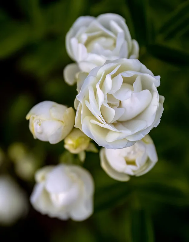 White Lady Bank Rose Climbing Live Plant, 2 Year Old Rose Plant, Very Fragrant, Yellow Climbing Rose in 6 Inc Pot, 1 to 2 Feet Tall