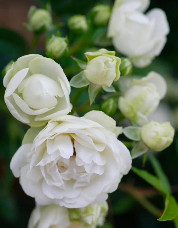 White Lady Bank Rose Climbing Live Plant, 2 Year Old Rose Plant, Very Fragrant, Yellow Climbing Rose in 6 Inc Pot, 1 to 2 Feet Tall