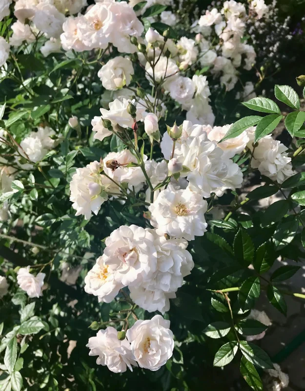 White Lady Bank Rose Climbing Live Plant, 2 Year Old Rose Plant, Very Fragrant, Yellow Climbing Rose in 6 Inc Pot, 1 to 2 Feet Tall