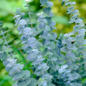 Large Silver Dollar Tree 1-2 Feet Tall in 6 Inc Pot, Silver Dollar Eucalyptus Live Plant, Fresh Eucalyptus for Indoor and Outdoor Planting