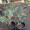 Large Silver Drop Eucalyptus Tree 1-2 Feet Tall in 6 Inc Pot, Silver Drop Eucalyptus Live Plant, Fresh Eucalyptus for Indoor and Outdoor Planting