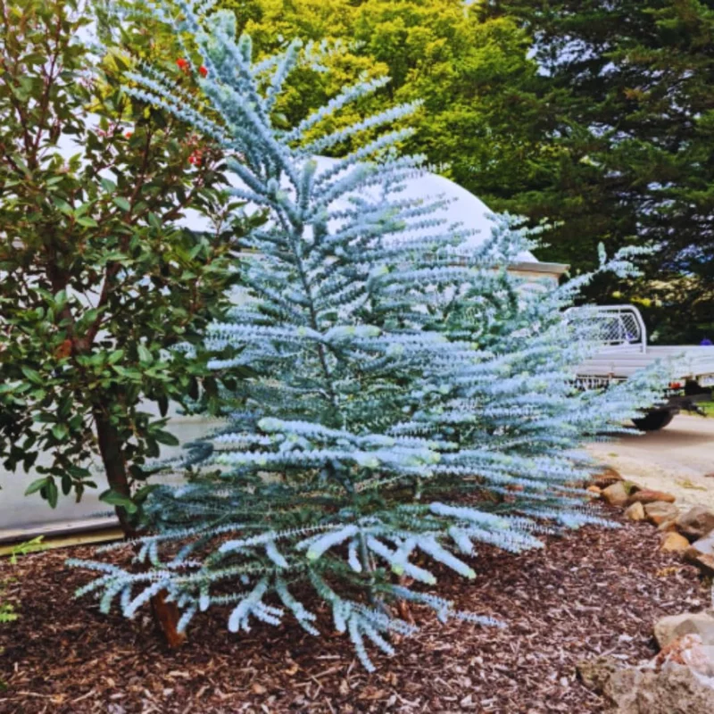 Large Silver Drop Eucalyptus Tree 1-2 Feet Tall in 6 Inc Pot, Silver Drop Eucalyptus Live Plant, Fresh Eucalyptus for Indoor and Outdoor Planting