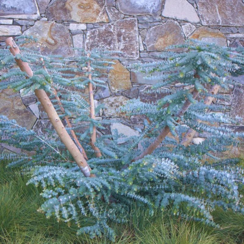 Large Silver Drop Eucalyptus Tree 1-2 Feet Tall in 6 Inc Pot, Silver Drop Eucalyptus Live Plant, Fresh Eucalyptus for Indoor and Outdoor Planting