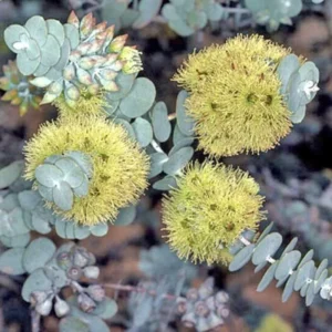 Large Silver Dollar Tree 1-2 Feet Tall in 6 Inc Pot, Silver Dollar Eucalyptus Live Plant, Fresh Eucalyptus for Indoor and Outdoor Planting