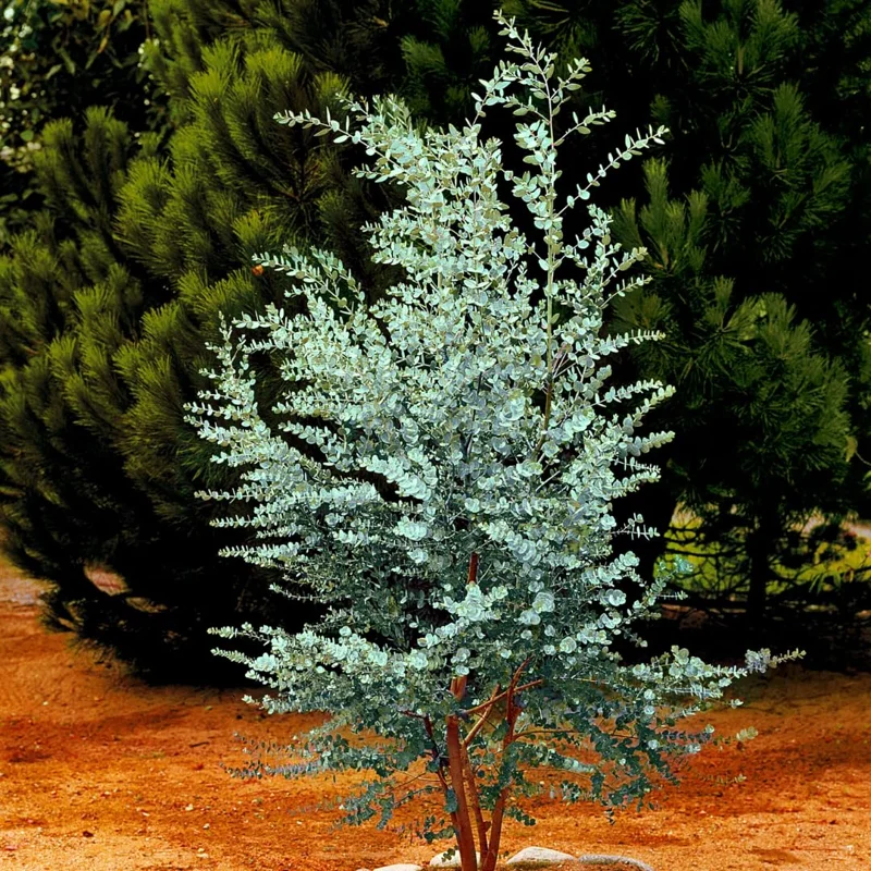 Large Silver Drop Eucalyptus Tree 1-2 Feet Tall in 6 Inc Pot, Silver Drop Eucalyptus Live Plant, Fresh Eucalyptus for Indoor and Outdoor Planting