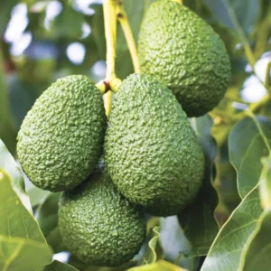 Sets 2 Avocado Trees Live Plants - 12 to 18 Inches Tall - Grafted Avocado Tree for Planting Indoor Outdoor, Cold Hardy