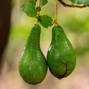 Sets 2 Avocado Trees Live Plants - 12 to 18 Inches Tall - Grafted Avocado Tree for Planting Indoor Outdoor, Cold Hardy