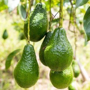 Sets 2 Avocado Trees Live Plants - 12 to 18 Inches Tall - Grafted Avocado Tree for Planting Indoor Outdoor, Cold Hardy