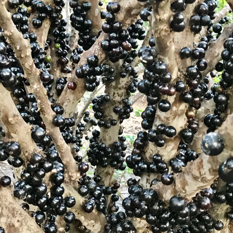 Jaboticaba Tree, Black Jaboticaba Tree Live, Fruit Tree 2 Feet Tall In Gallon Pot No Ship To CA