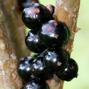 Jaboticaba Tree, Black Jaboticaba Tree Live, Fruit Tree 2 Feet Tall In Gallon Pot No Ship To CA