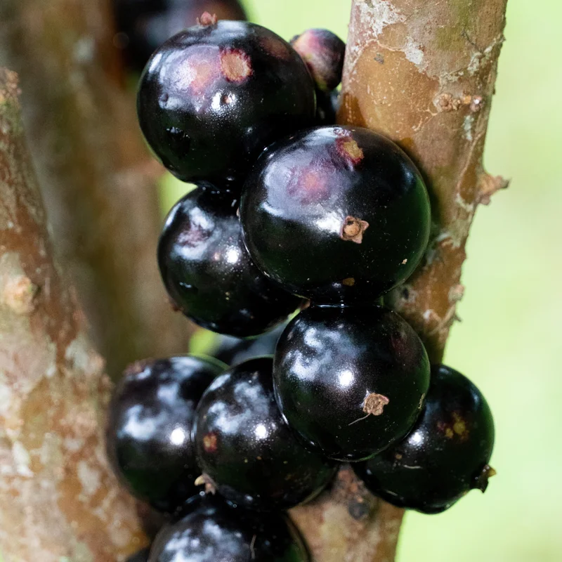 Jaboticaba Tree, Black Jaboticaba Tree Live, Fruit Tree 2 Feet Tall In Gallon Pot No Ship To CA