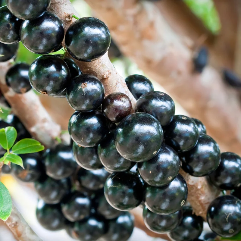 Jaboticaba Tree, Black Jaboticaba Tree Live, Fruit Tree 2 Feet Tall In Gallon Pot No Ship To CA