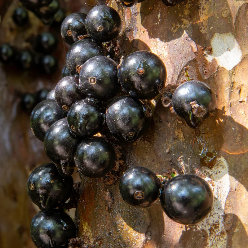Jaboticaba Tree, Black Jaboticaba Tree Live, Fruit Tree 2 Feet Tall In Gallon Pot No Ship To CA
