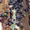 Jaboticaba Tree, Live Jaboticaba, Red Jaboticaba Fruit Tree Live Plant 3 Gallon Potted No Ship To CA