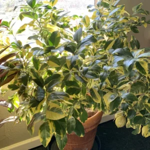 Varigated Pink Lemon Tree, Live Lemon Tree 3 Feet Tall, Lemon Live Plant Grafted In Pot No Ship To CA