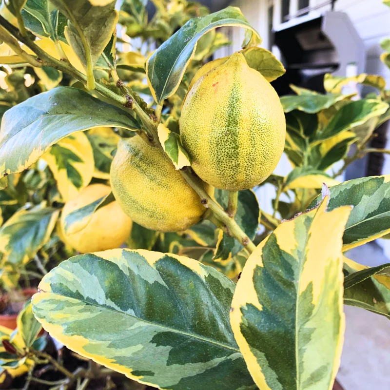 Varigated Pink Lemon Tree, Live Lemon Tree 3 Feet Tall, Lemon Live Plant Grafted In Pot No Ship To CA