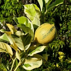 Varigated Pink Lemon Tree, Live Lemon Tree 3 Feet Tall, Lemon Live Plant Grafted In Pot No Ship To CA