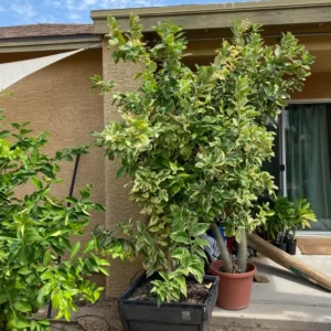 Varigated Pink Lemon Tree, Live Lemon Tree 3 Feet Tall, Lemon Live Plant Grafted In Pot No Ship To CA