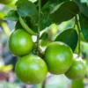 Lime Tree Live Plant, Persian Lime Tree, Grafted Fruit Tree From 3 Feet Tall, Planting Outdoor No Ship To CA