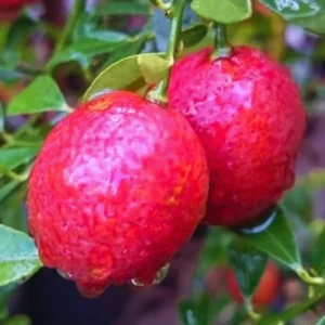 Red Lime Lemon Tree, Red Lime Plant, Lemon Tree Live Plant From 2 Feet Tall Live In Pot For Planting No Ship To CA