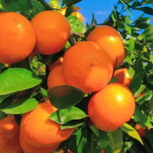 Ponkan Mandarin Tree Live In Pot, Mandarin Plant Live 3 Feet Tall, Tangerine Tree, Outdoor Fruit Tree No Ship To CA