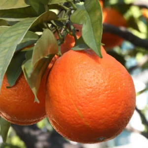 Orange Tree, Honey Orange Fruit Plant, Fruit Orange Tree 3 Feet Tall, Large Pot No Ship To CA