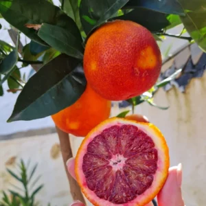 Blood Orange Tree, Blood Orange Plant 2 To 3 Feet, Live Blood Orange Tree, Fruit Tree Live Plant No Ship To CA