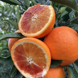Red Navel Orange Tree Live Plant, Navel Orange Tree, Red Navel Orange Tree Outdoor Planting From 2 Feet Height Potted No Ship To CA