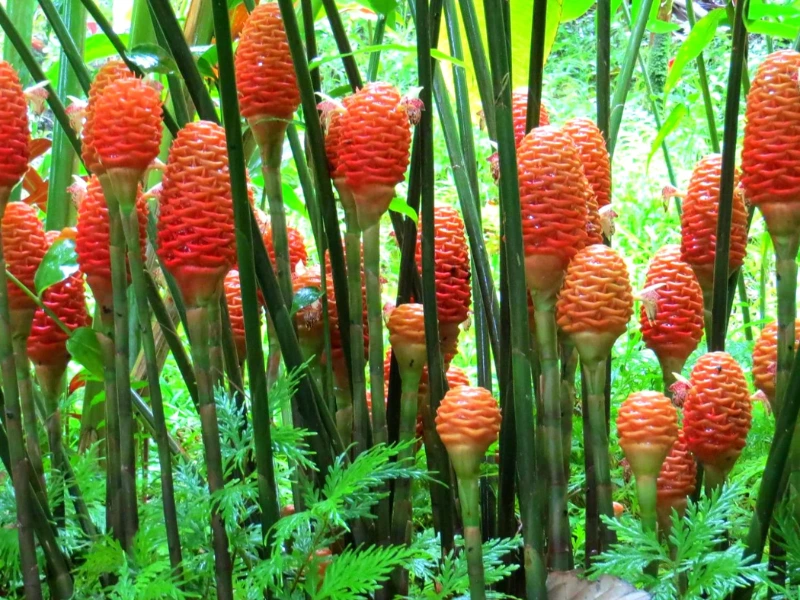 ready harverting shampoo ginger