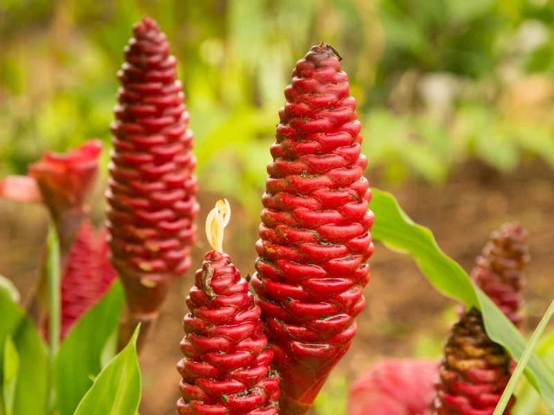 red, cone-like blooms shampoo ginger