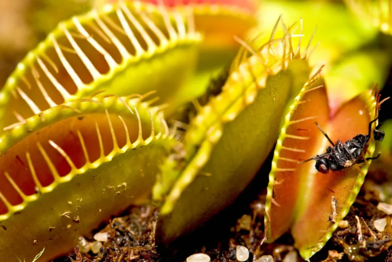 feeding venus fly trap