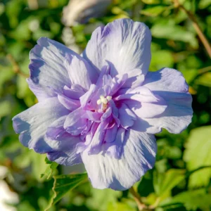 Purple Rose Of Sharon Althea
